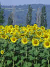 rodets tournesol.JPG (1221317 octets)